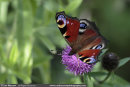 Peacock Butterfly on Knapweed