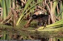 Water Rail chick.
