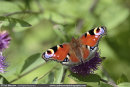 Peacock Butterfly on Knapweed