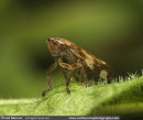 Leafhopper juvenile