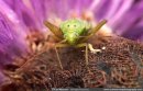 Hedgerow Insect on Knapweed