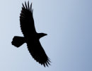 Raven