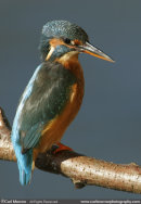 Kingfisher