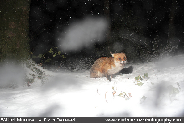 Red Fox in Winter