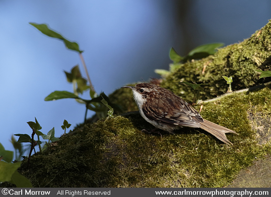 Treecreeper