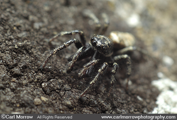 Zebra Jumping Spider