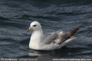 Fulmar