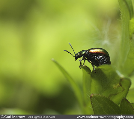 Green Dock Leaf Beetle