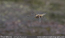Four Spotted Chaser Dragonfly in flight