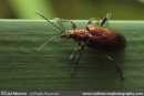A Reed Beetle