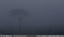 A lone tree in the fog at first light
