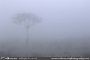 A lone tree in the fog at dawn