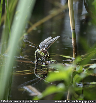 Hairy Dragonfly layng eggs.