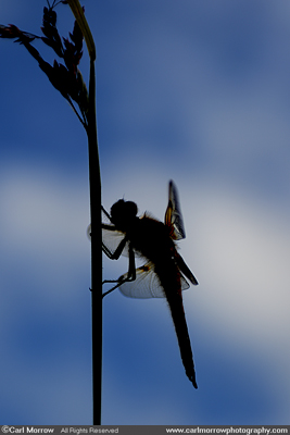 Four Spotted Chaser Dragonfly