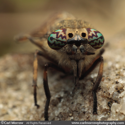 Horse Fly compound eyes