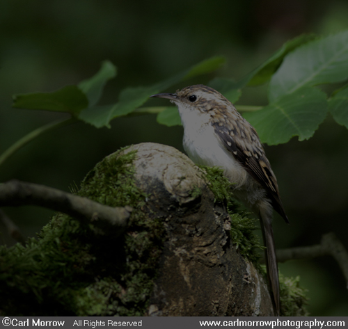 Treecreeper