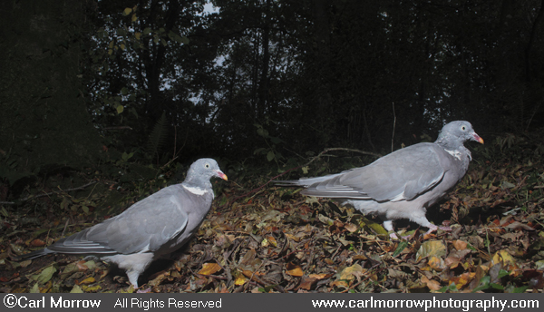 Woodpigeon.