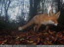 Red Fox in woodland.