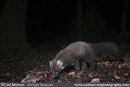 Pine Marten