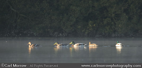 Mallard Ducks at sunrise.