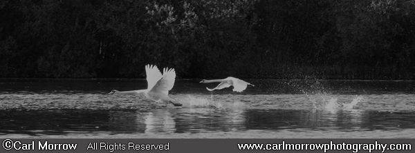 Mute Swans taking flight