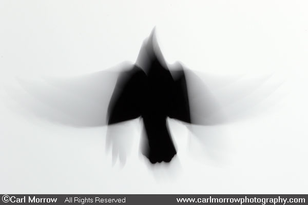 Rook in flight (abstract)