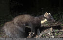 Pine Marten