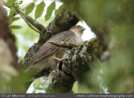 Sparrowhawk in woodland.