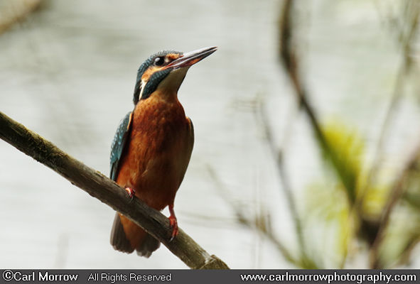 Kingfisher female