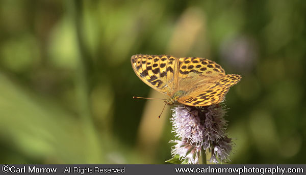 Silver Washed Fritillary on Watermint.