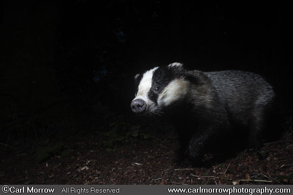 Badger