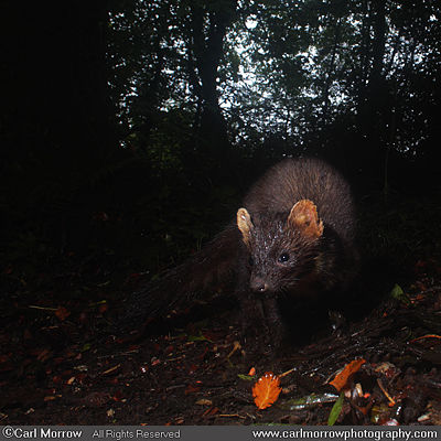 Pine Marten at dusk.