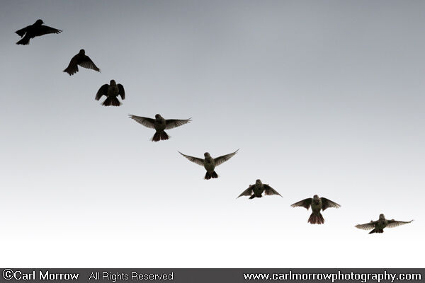 Meadow Pipit descending flight sequence. (8 images blended together)