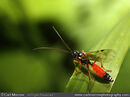 Ichneumon Wasp