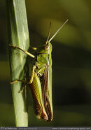Meadow Grasshopper