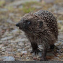 Hedgehog