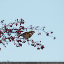 Redwing