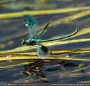 Banded Demoiselle (male)