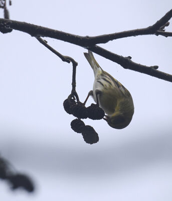 Siskin feeding on Alder tree seeds.