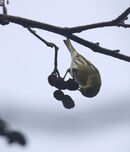 Siskin feeding on Alder tree seeds.