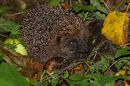 Hedgehog in Autumn