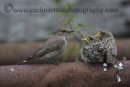 Spotted Flycatcher feeding chicks.