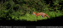 red fox