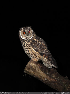 Long Eared Owl