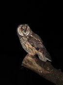 Long Eared Owl