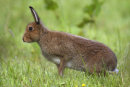 Irish Hare