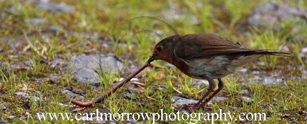 Robin and Earthworm.