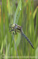 Hairy Dragonfly (male)