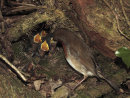 Robin feeding chicks.