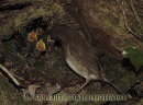 Robin feeding her young chicks